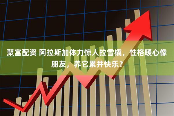 聚富配资 阿拉斯加体力惊人拉雪橇，性格暖心像朋友，养它累并快乐？